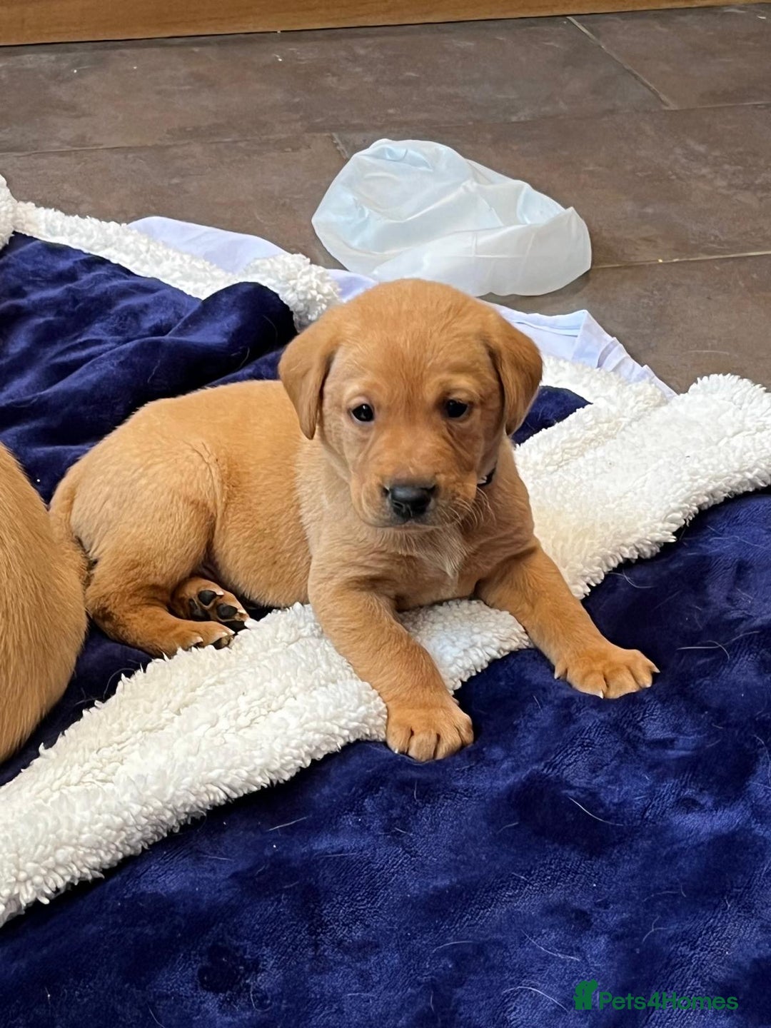 Labrador Retriever dogs for sale: Kennel Club Fox Red Labrador Puppies Health Tested - Advert 8