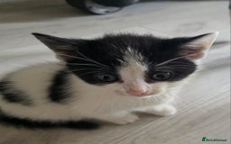 Mixed Breed cats for sale: Beautiful Calico Kittens - Image 20