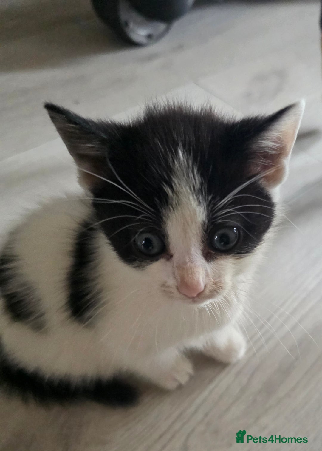 Mixed Breed cats for sale: Beautiful Calico Kittens - Image 20