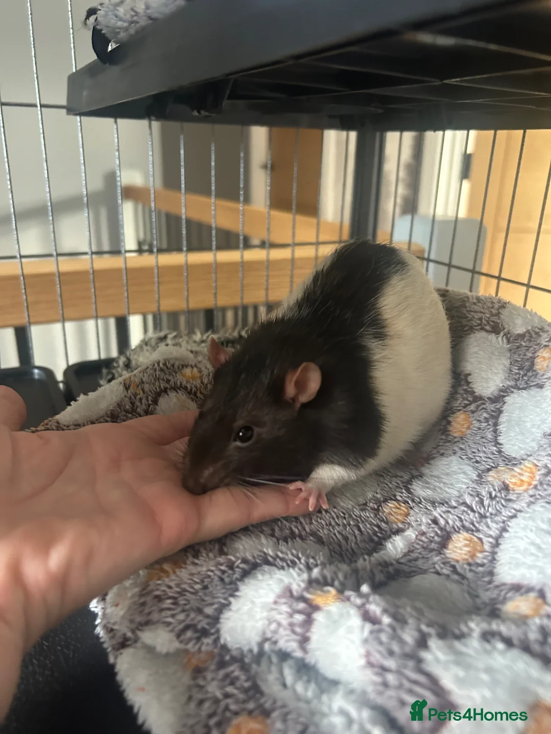Rat rodents for sale: 2 x Male Rats and House - 9months old brothers - Advert 2