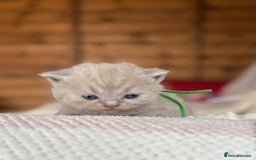 British Shorthair cats for sale: British Shorthair Kittens - Image 32