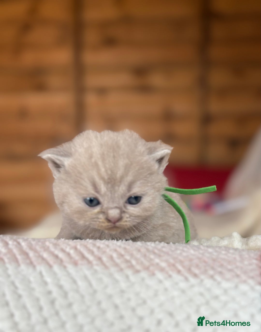 British Shorthair cats for sale: British Shorthair Kittens - Image 32
