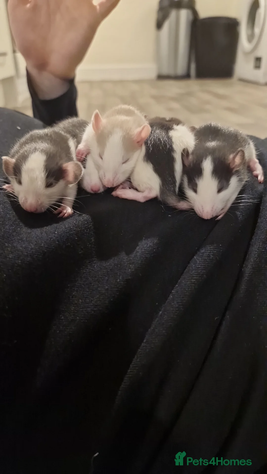 Rat rodents for sale: Baby Rats in Chichester - Advert 1