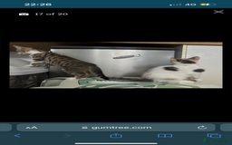 British Shorthair cats for sale: One female kitten for sale - Advert 34