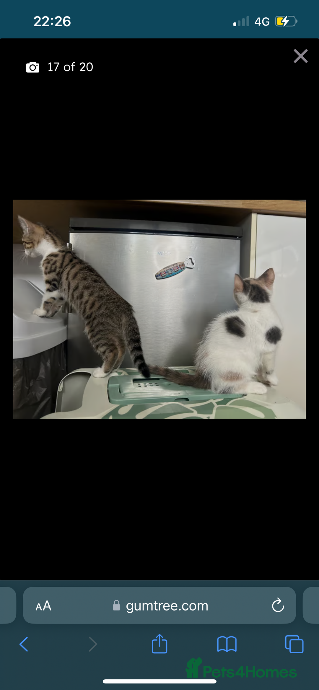 British Shorthair cats for sale: One female kitten for sale - Advert 34