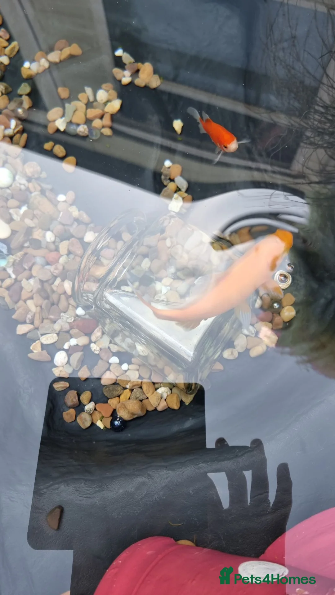 Goldfish fish for sale: Free goldies - Advert 1