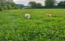 Golden Retriever dogs for sale: Lovely Golden Retriever puppies ❤️  - Image 6