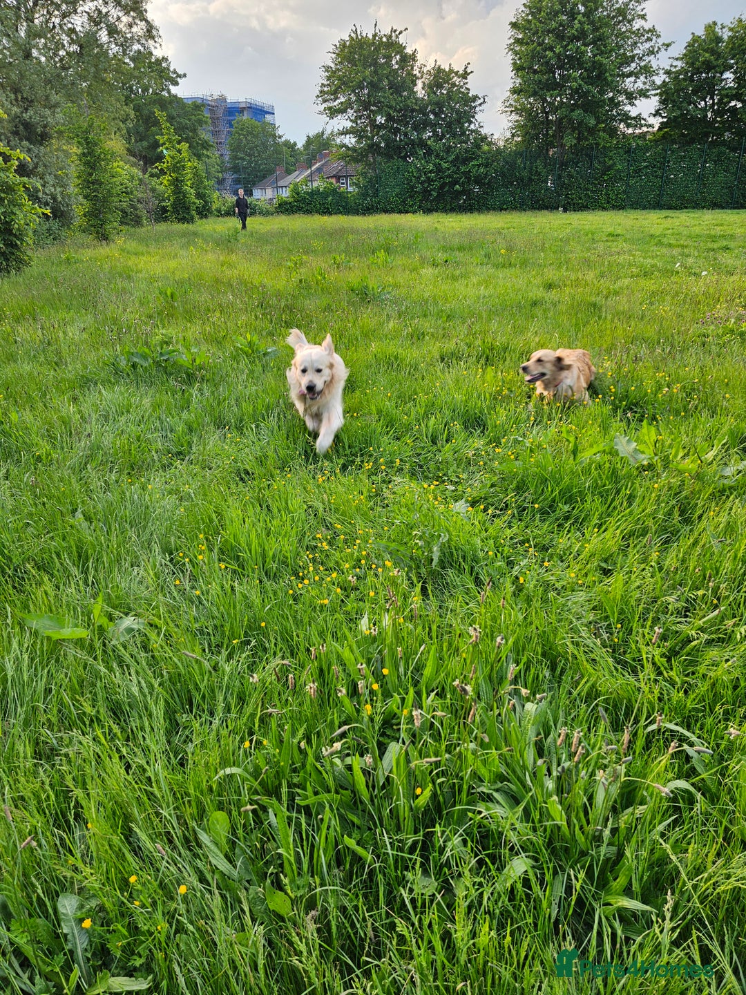 Golden Retriever dogs for sale: Lovely Golden Retriever puppies ❤️  - Image 6