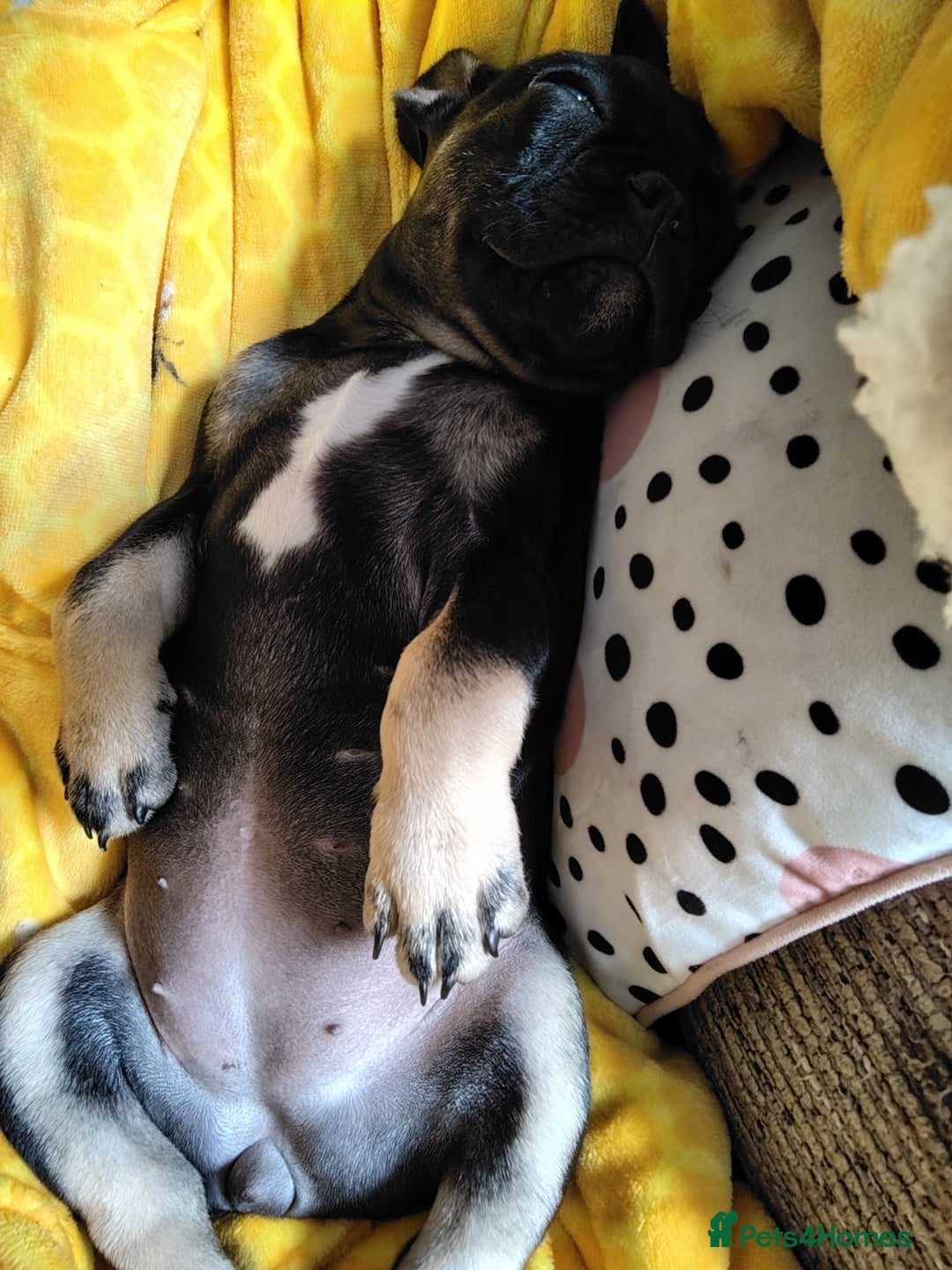 French Bulldog dogs for sale: Molly - Image 5