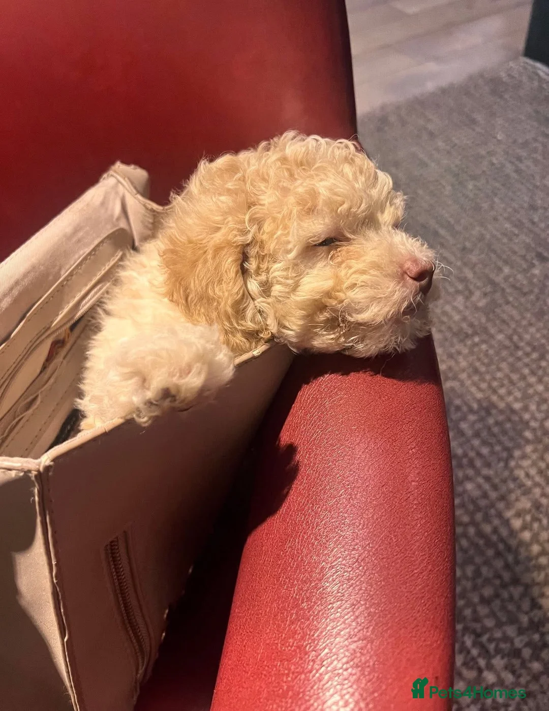 Toy Poodle dogs for sale: Cuddly Toy Poodle Boy - Advert 8