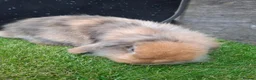 Mini Lion Lop rabbits for sale: Mini lion lop-oreo in Runcorn - Advert 2