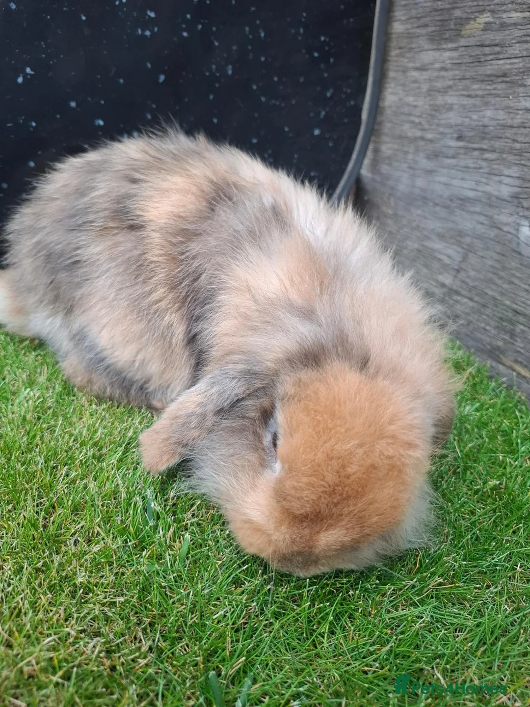 Mini Lion Lop rabbits for sale: Mini lion lop-oreo in Runcorn - Advert 2