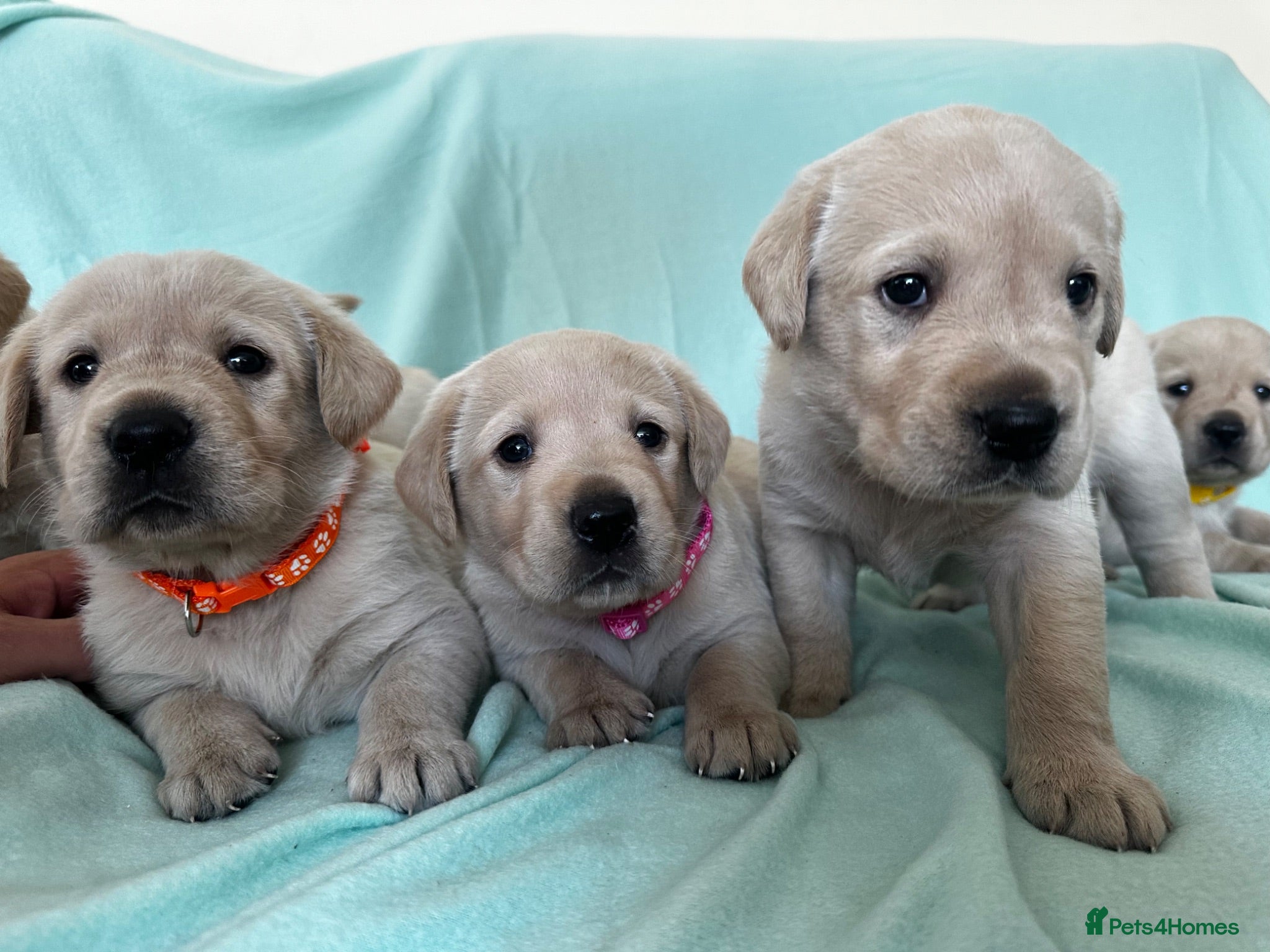 Goldador dogs *Gorgeous Goldador puppies* - Advert 2