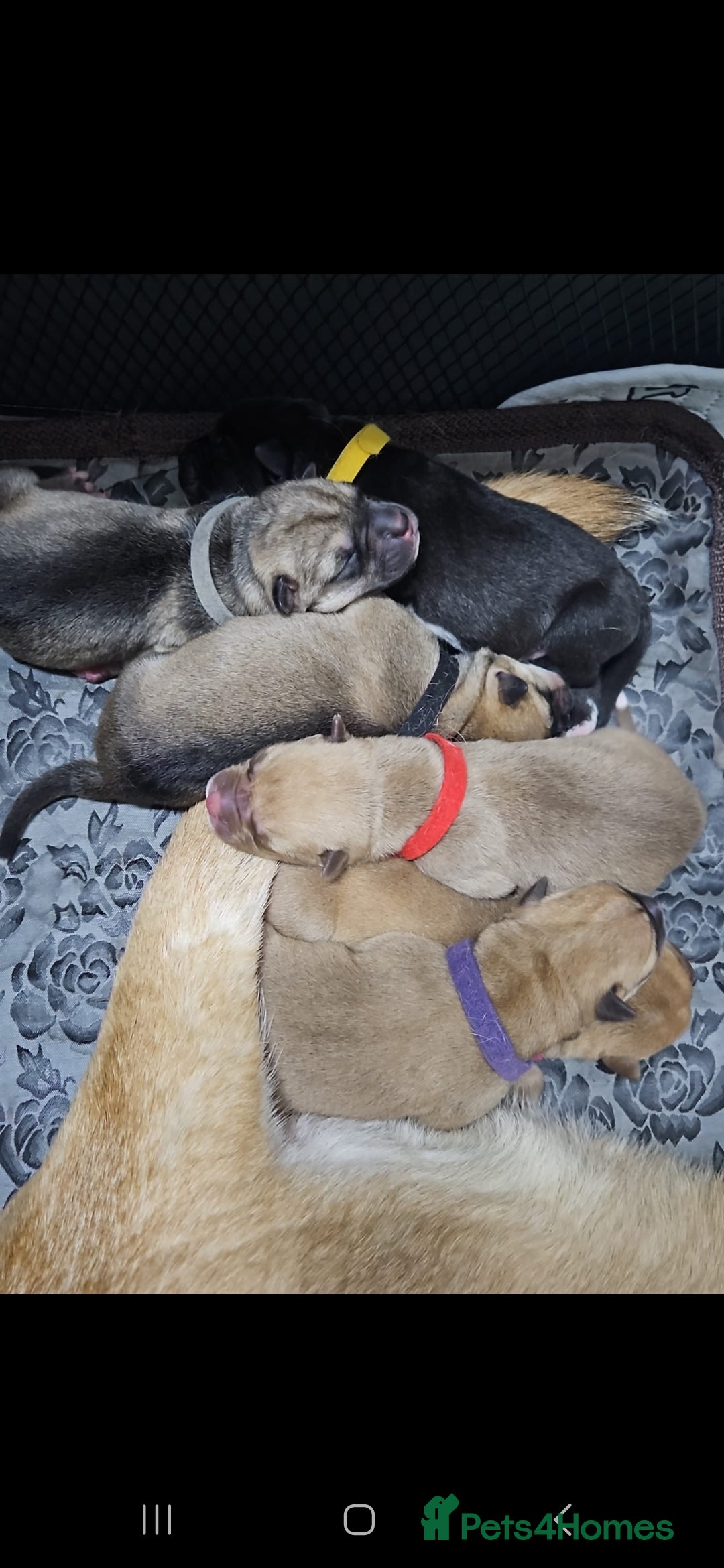 Mixed Breed dogs Beautiful Mix, Husky/Corso X Akita/Staff, Large  - Advert 2