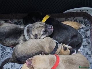 Mixed Breed dogs Beautiful Mix, Husky/Corso X Akita/Staff, Large - Advert 2