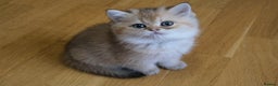 Scottish Fold cats for sale: Scottish fold and straight kittens  - Advert 26