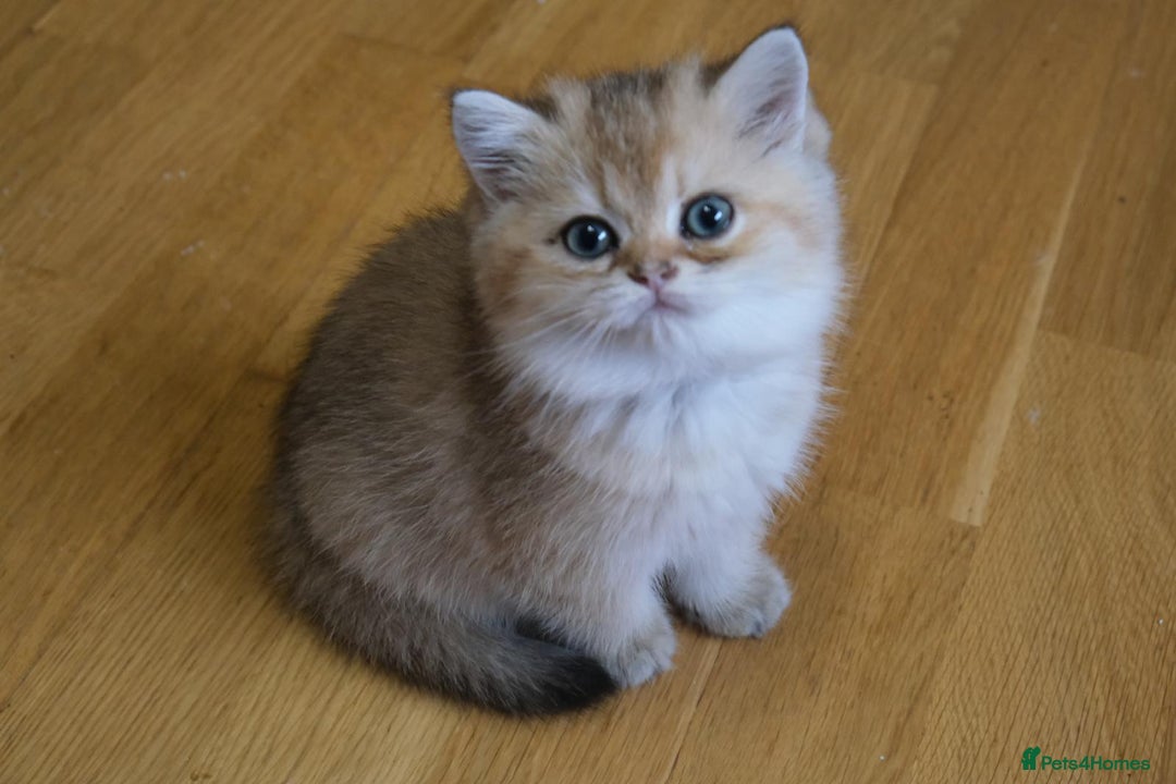 Scottish Fold cats for sale: Scottish fold and straight kittens  - Advert 26