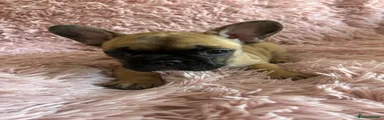 French Bulldog 4
