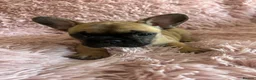 French Bulldog dogs for sale: Ready in 1 week!Stunning, true French bulldog pups - Advert 13
