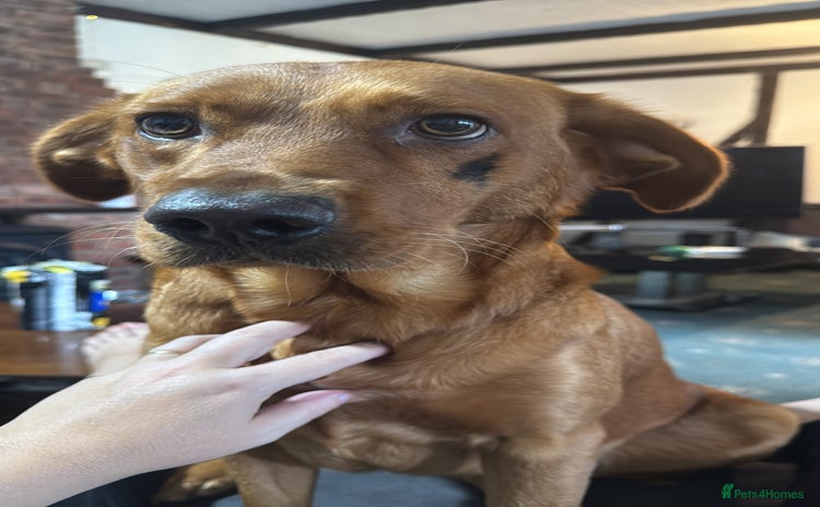 Labrador Retriever dogs Beautiful Labrador Puppies - Advert 8