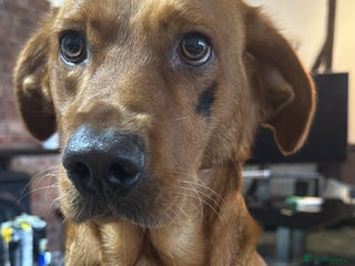 Labrador Retriever dogs Beautiful Labrador Puppies - Advert 1