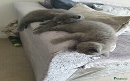 British Shorthair cats for sale: 4 Britain short hair kittens - Image 2