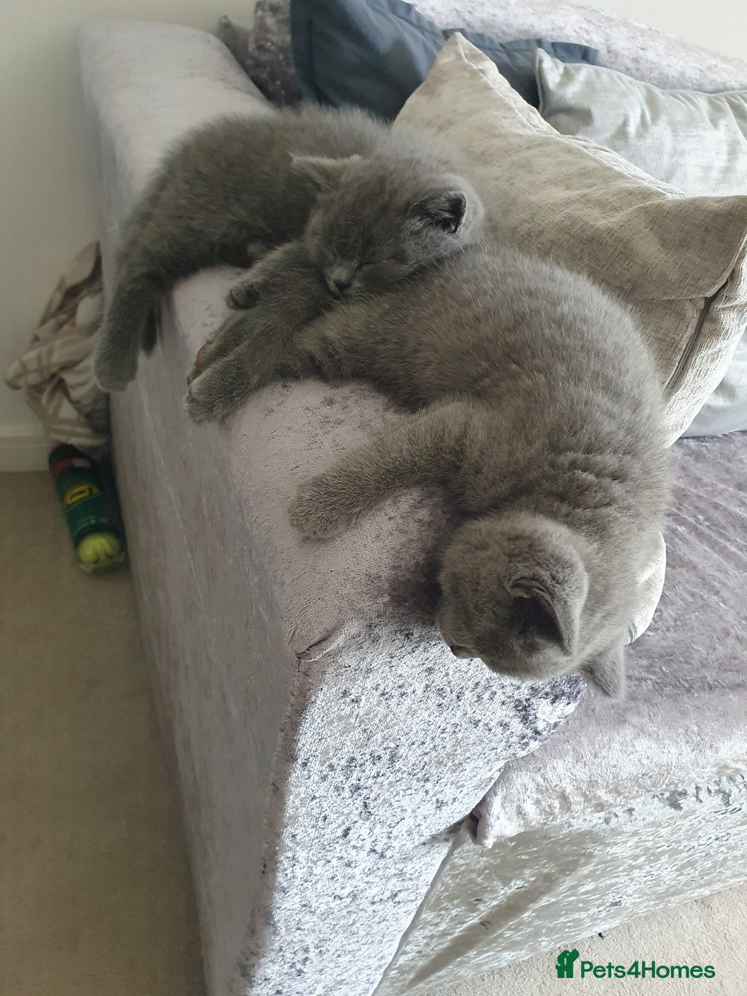 British Shorthair cats for sale: 4 Britain short hair kittens - Image 2