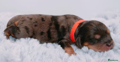 Cavapoo dogs - Advert 14