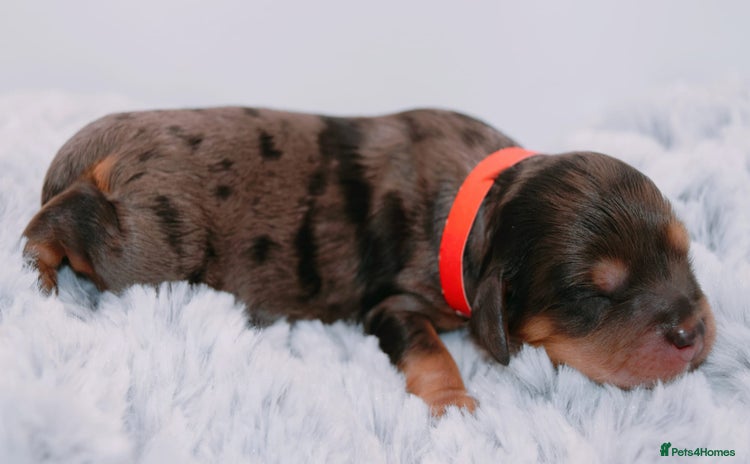 Cavapoo dogs - Advert 3