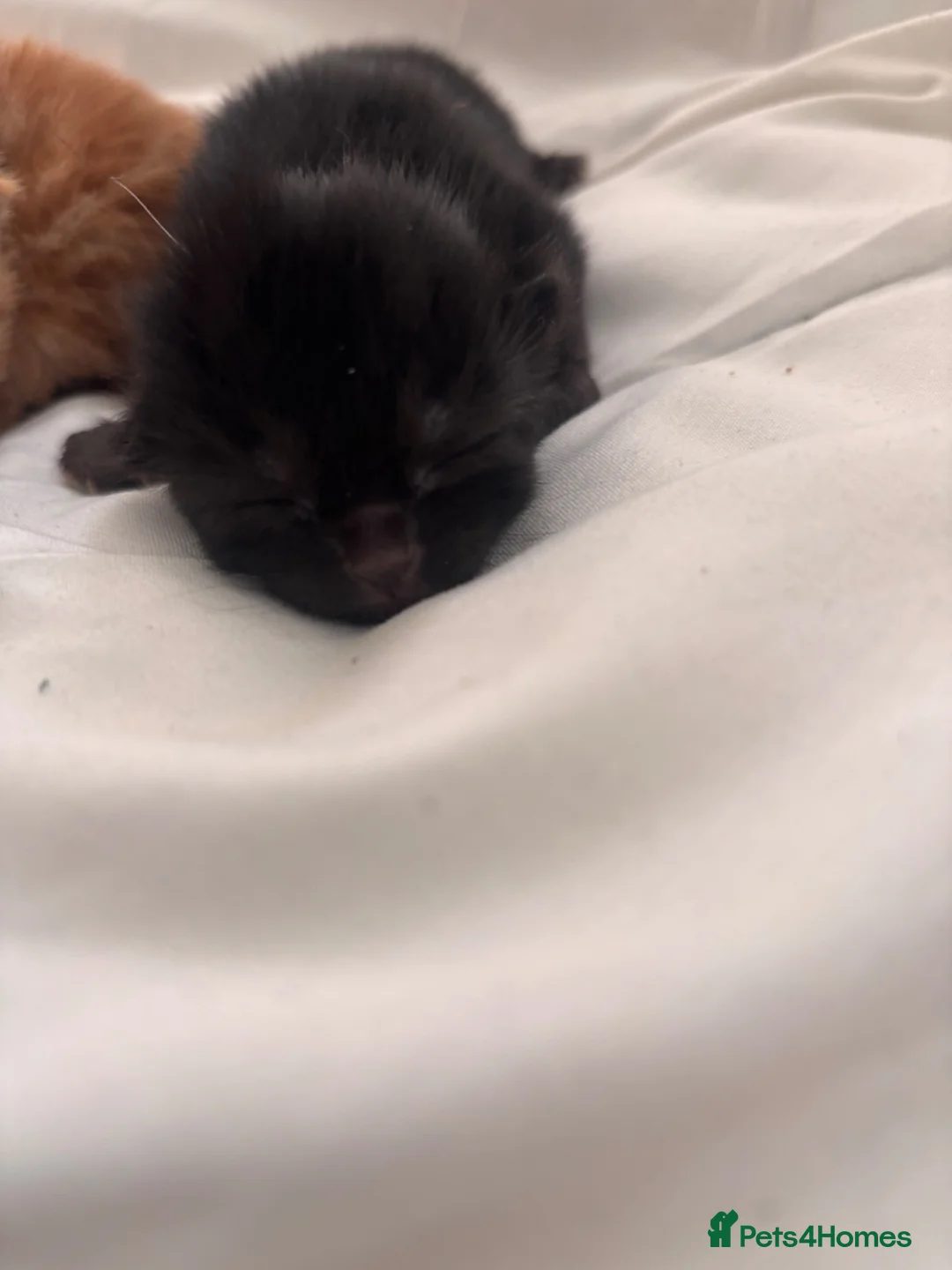 Mixed Breed cats for sale: Tortishell queen has had beautiful babies - Advert 16
