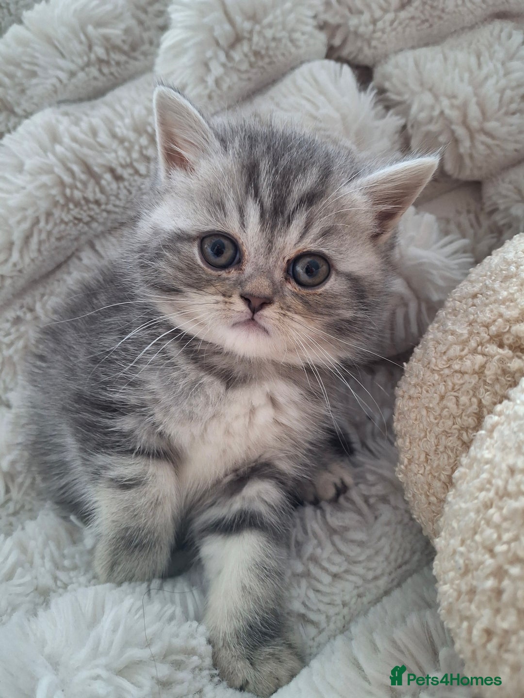 Mixed Breed cats for sale: Beautiful Persian/Exotic kittens ready now! 💫 - Image 5