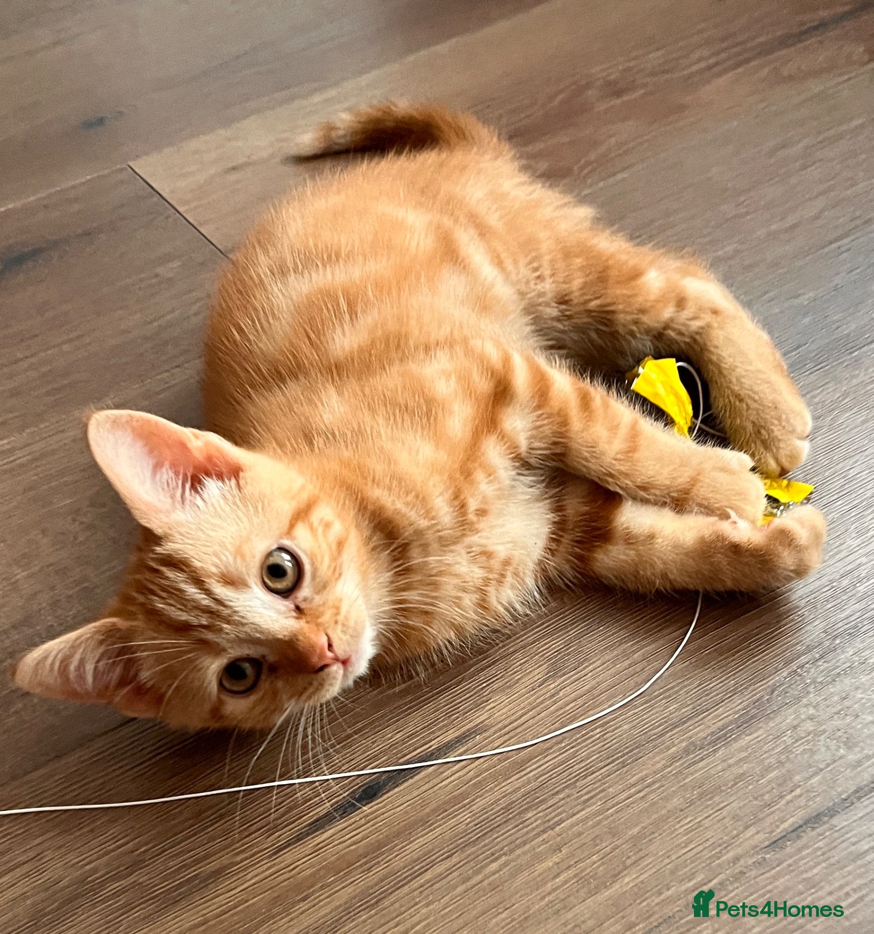 Mixed Breed cats Mixed Scottish fold straight ears  - Advert 1