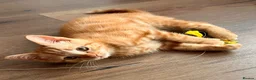 Mixed Breed cats for sale: Mixed Scottish fold straight ears  - Advert 1