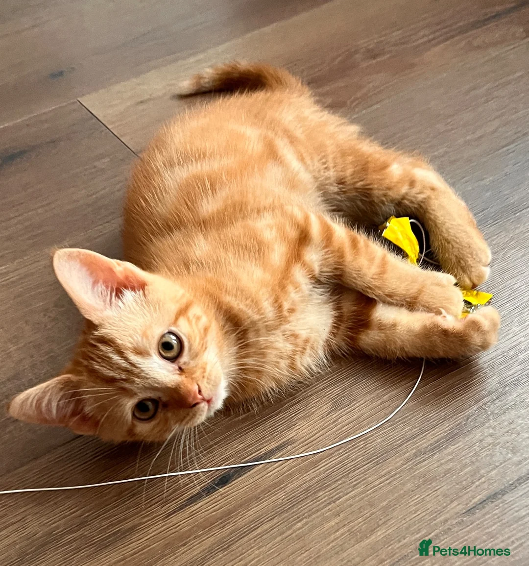 Mixed Breed cats for sale: Mixed Scottish fold straight ears  - Advert 1