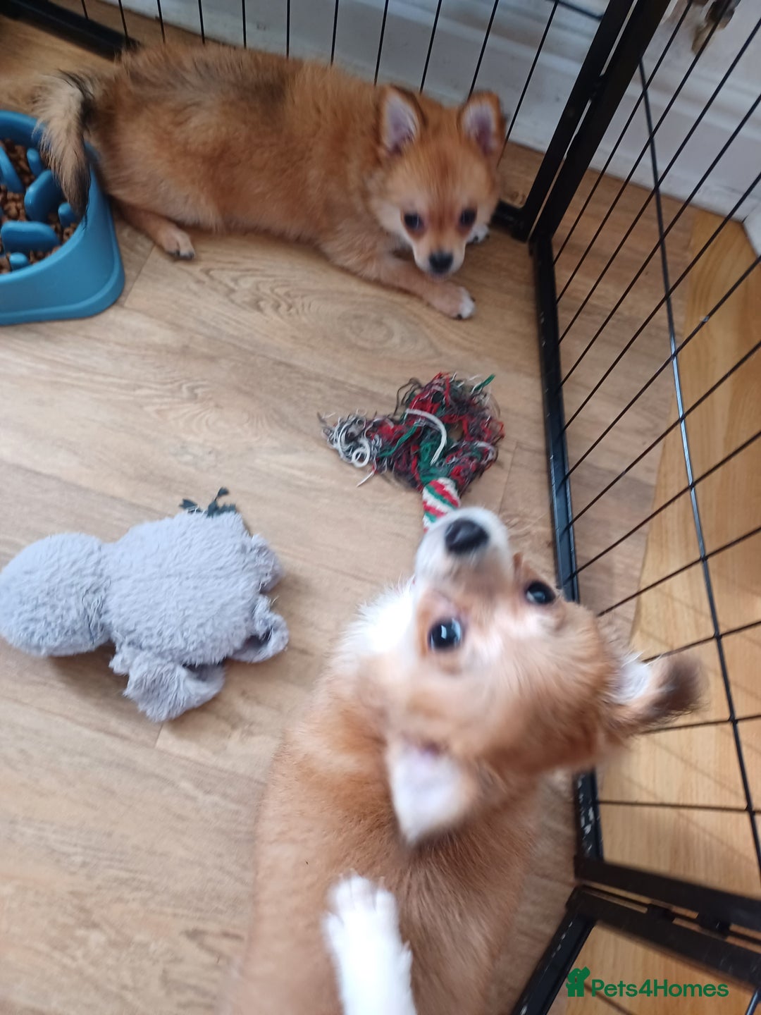 Pomchi dogs for sale: Pomchi - Image 6