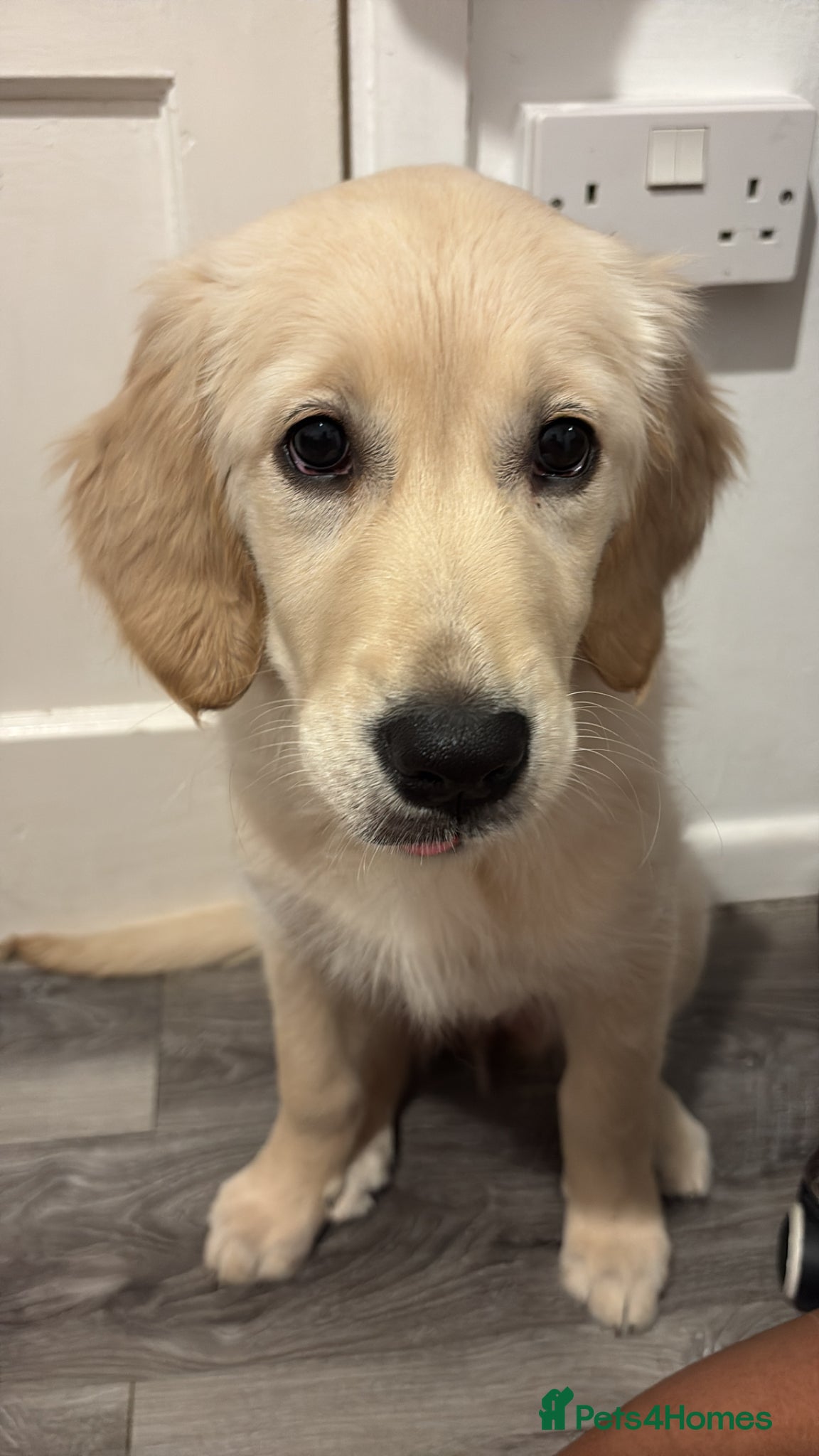 Golden Retriever dogs 19 weeks old puppy for sale - Advert 18
