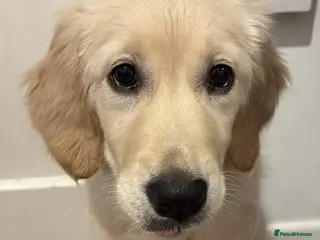 Golden Retriever dogs 19 weeks old puppy for sale - Advert 7