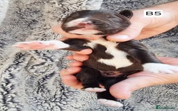 Cocker Spaniel dogs for sale: Stunning Working Cocker Spaniel Pups F1B  - Image 20