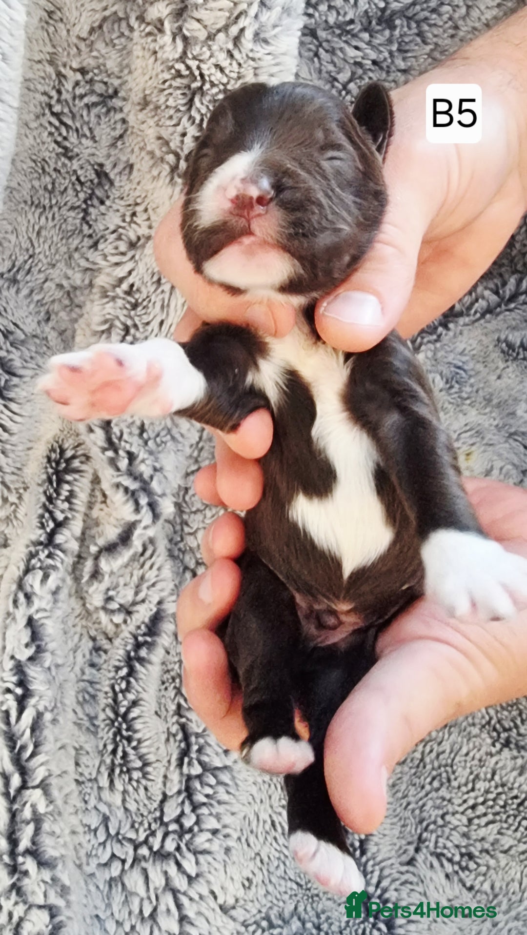 Cocker Spaniel dogs for sale: Stunning Working Cocker Spaniel Pups F1B  - Image 20