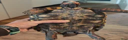 Tortoise reptiles for sale: Redfoot tortoise (cherry head)  in Craigavon - Advert 5