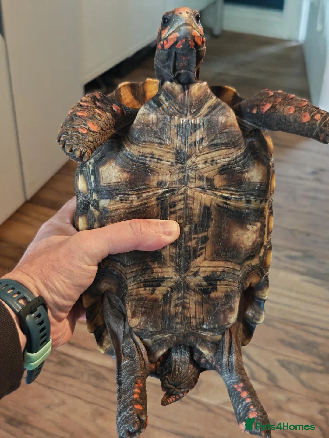Tortoise reptiles for sale: Redfoot tortoise (cherry head)  in Craigavon - Advert 5
