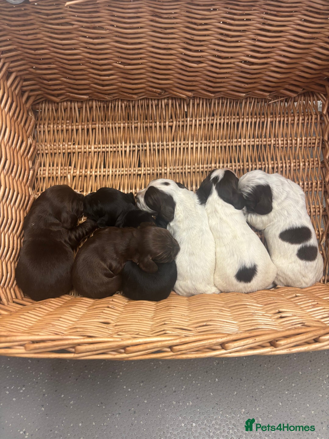Cocker Spaniel dogs for sale: Cocker spaniel puppies  - Image 15