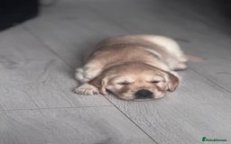 Golden Retriever dogs for sale: 🏡 2 Beautiful Male Golden Retriever Puppies - Image 5