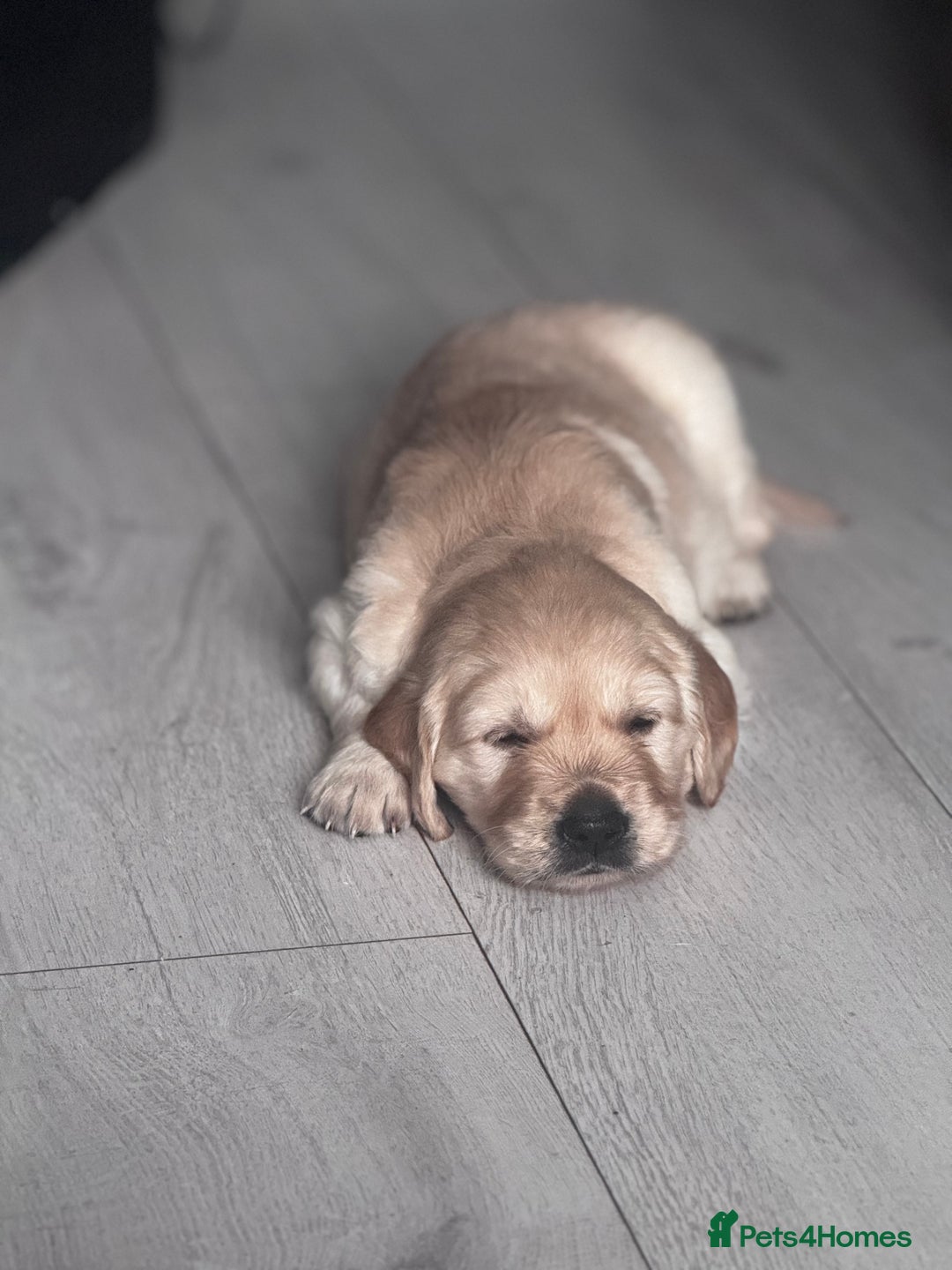 Golden Retriever dogs for sale: 🏡 2 Beautiful Male Golden Retriever Puppies - Image 5