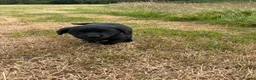 Labrador Retriever dogs for sale: Fabulous Male Black Lab puppy for sale. in Sheffield - Advert 9