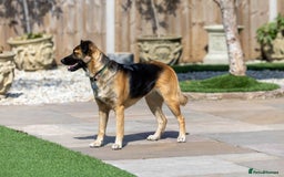 Mixed Breed dogs for adoption: Super Shelby - Image 8