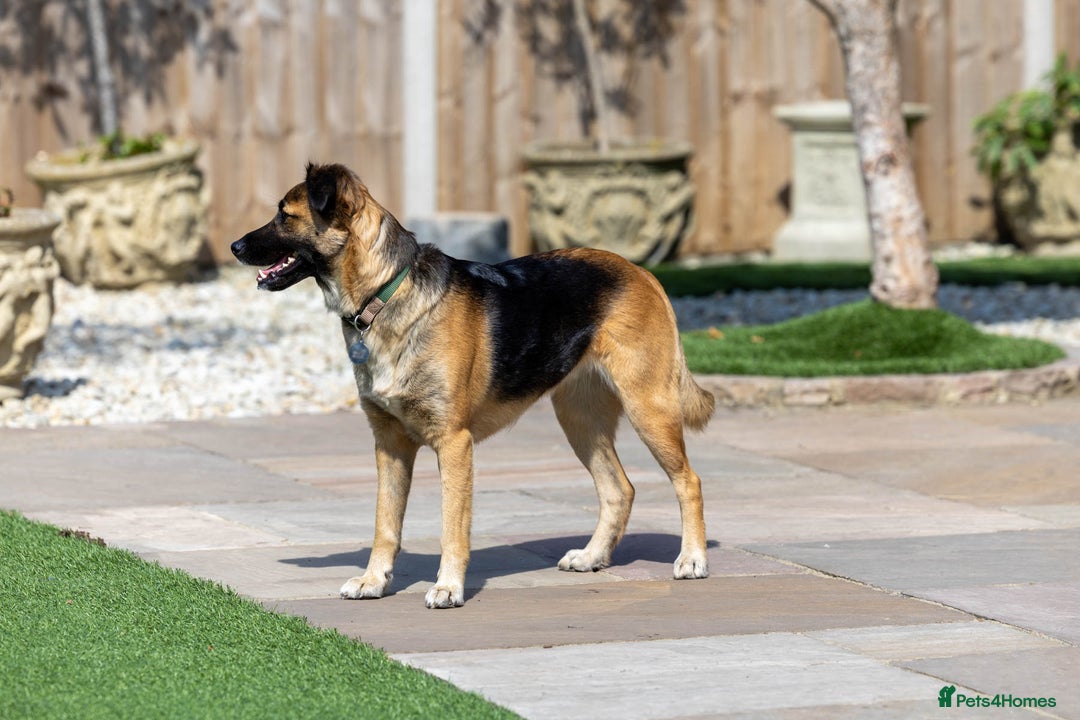 Mixed Breed dogs for adoption: Super Shelby - Image 8
