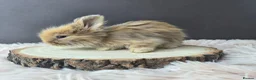 Angora rabbits for sale: English Angora Babies - Advert 4