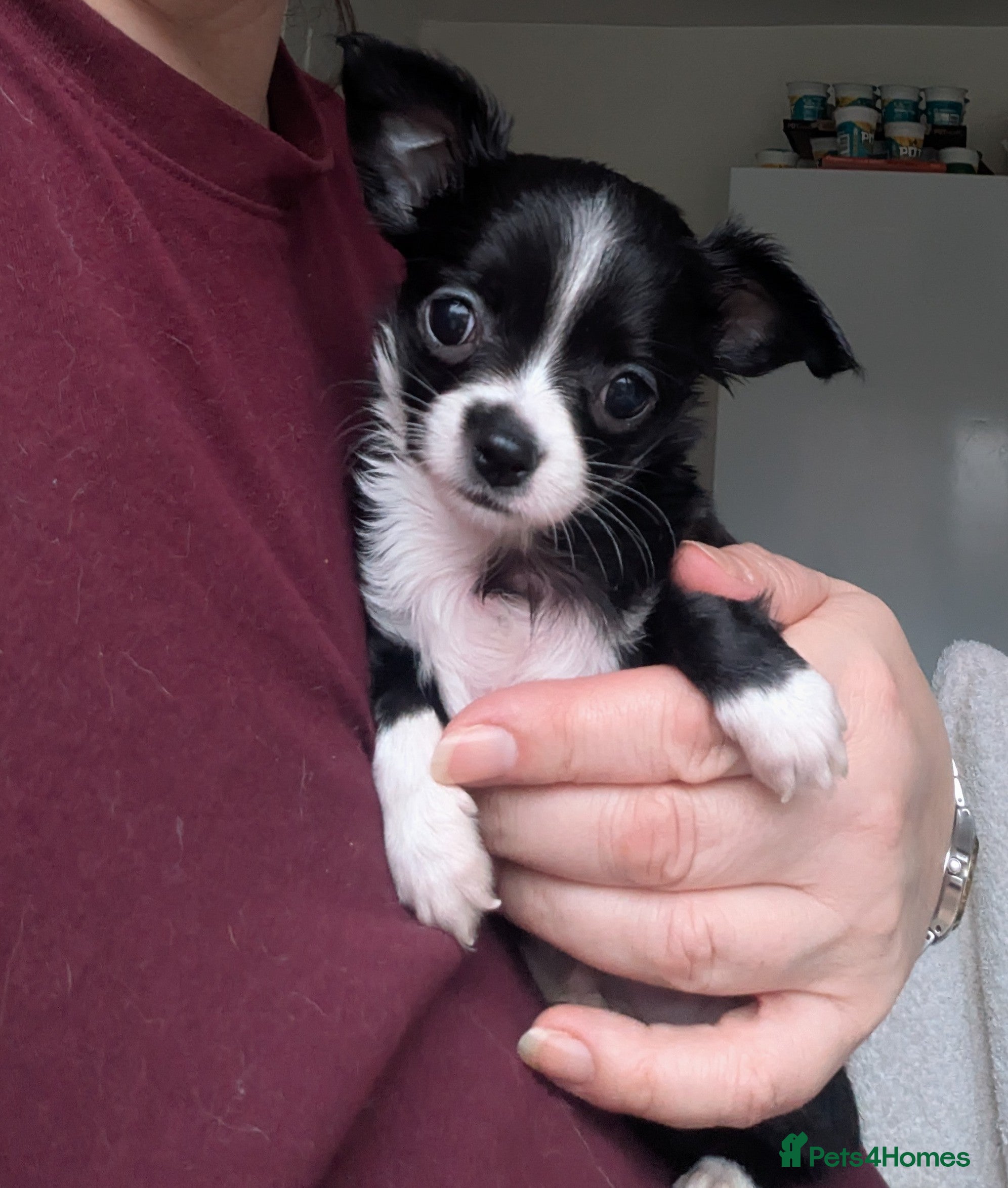 Chihuahua dogs Rare colour pedigree Chihuahuas  - Advert 4