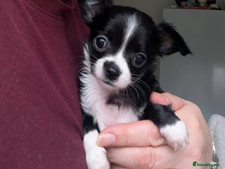 Chihuahua dogs Rare colour pedigree Chihuahuas - Advert 4